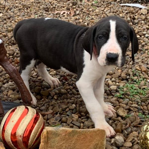 Great Dane Puppy Persia