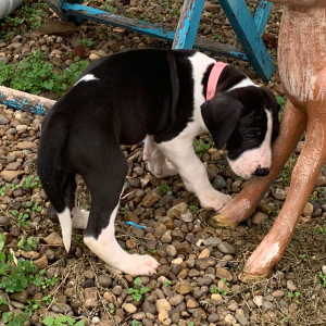 Great Dane Puppy Persia