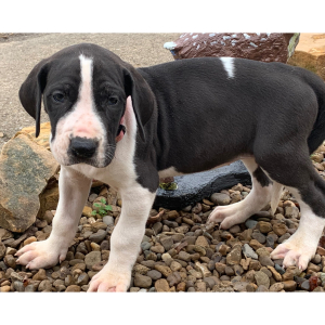 Great Dane Puppy Persia