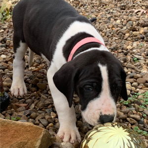 Great Dane Puppy Persia