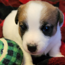 Jack Russell Terrier Puppy Jasmine