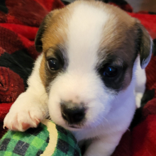 Jack Russell Terrier Puppy Jasmine
