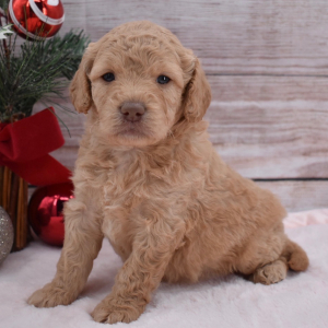 Goldendoodle Puppy Belle