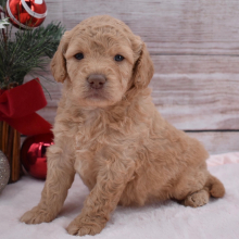 Goldendoodle Puppy Belle