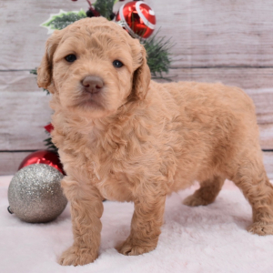 Goldendoodle Puppy Belle