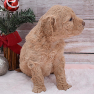 Goldendoodle Puppy Belle
