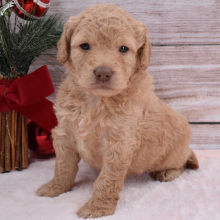 Goldendoodle Puppy Belle