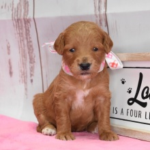 Goldendoodle Puppy Gretel