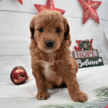 Goldendoodle Puppy Gretel