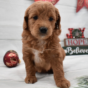 Goldendoodle Puppy Gretel