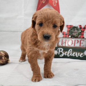 Goldendoodle Puppy Gretel