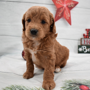 Goldendoodle Puppy Gretel