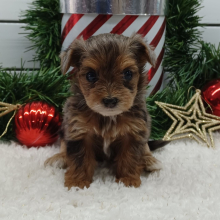 Yorkiepoo Puppy Kyra