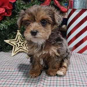 Yorkiepoo Puppy Kyra