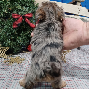 Yorkiepoo Puppy Kyra