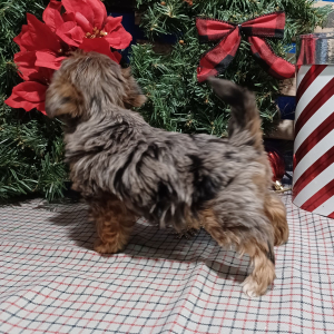 Yorkiepoo Puppy Kyra