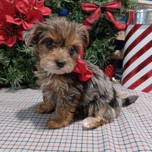 Yorkiepoo Puppy Kyra