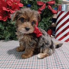 Yorkiepoo Puppy Kyra