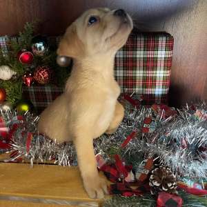 Labrador Retriever Puppy Nala