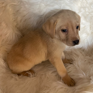 Labrador Retriever Puppy Nala