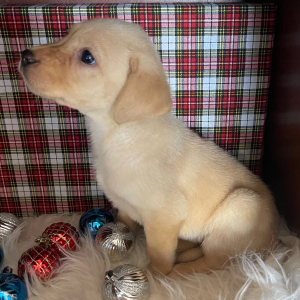 Labrador Retriever Puppy Nala