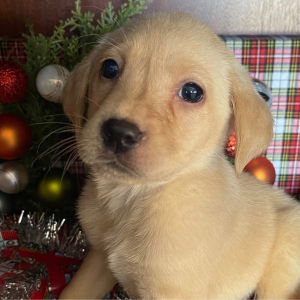 Labrador Retriever Puppy Nala