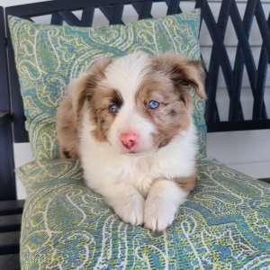 Australian Shepherd Puppy Pumpkin
