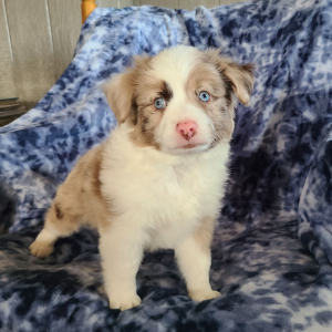 Australian Shepherd Puppy Pumpkin