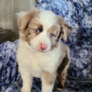 Australian Shepherd Puppy Pumpkin