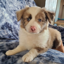 Australian Shepherd Puppy Pumpkin