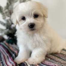 Maltese Puppy Levi