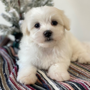 Maltese Puppy Levi