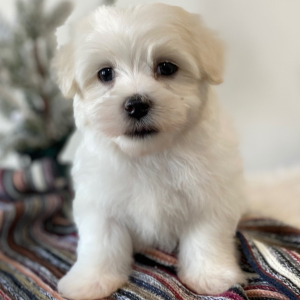 Maltese Puppy Levi