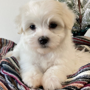 Maltese Puppy Levi