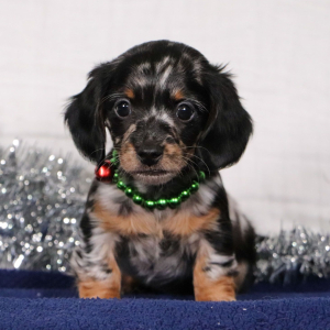 Dachshund Puppy Haddon