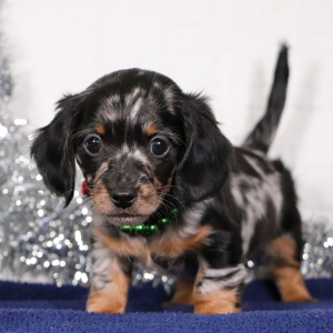 Dachshund Puppy Haddon