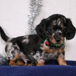 Dachshund Puppy Haddon