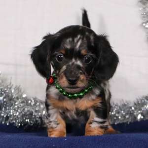 Dachshund Puppy Haddon