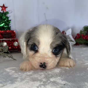 Cavapoo Puppy Buffy