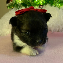 Pomeranian Puppy Minnie