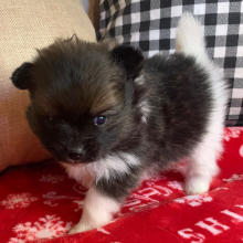 Pomeranian Puppy Minnie
