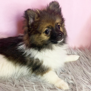 Pomeranian Puppy Minnie