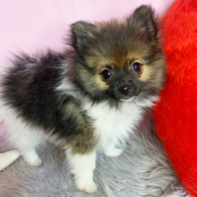 Pomeranian Puppy Minnie
