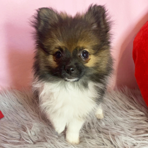Pomeranian Puppy Minnie
