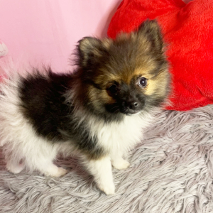 Pomeranian Puppy Minnie