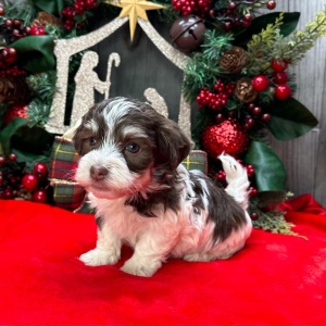 Havanese Puppy Carlos