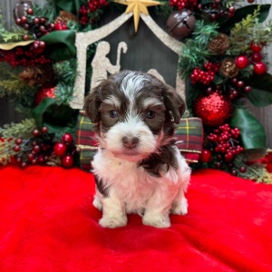 Havanese Puppy Carlos