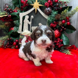 Havanese Puppy Carlos