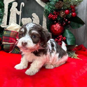 Havanese Puppy Carlos