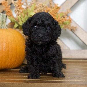Poodle Puppy Rubie